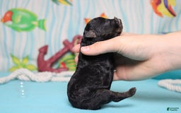 Toy Poodle dogs for sale: Jimmy - Image 6