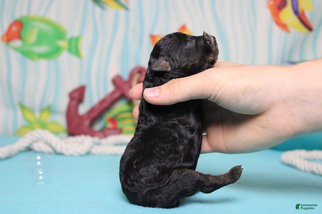 Toy Poodle dogs for sale: Jimmy - Image 6