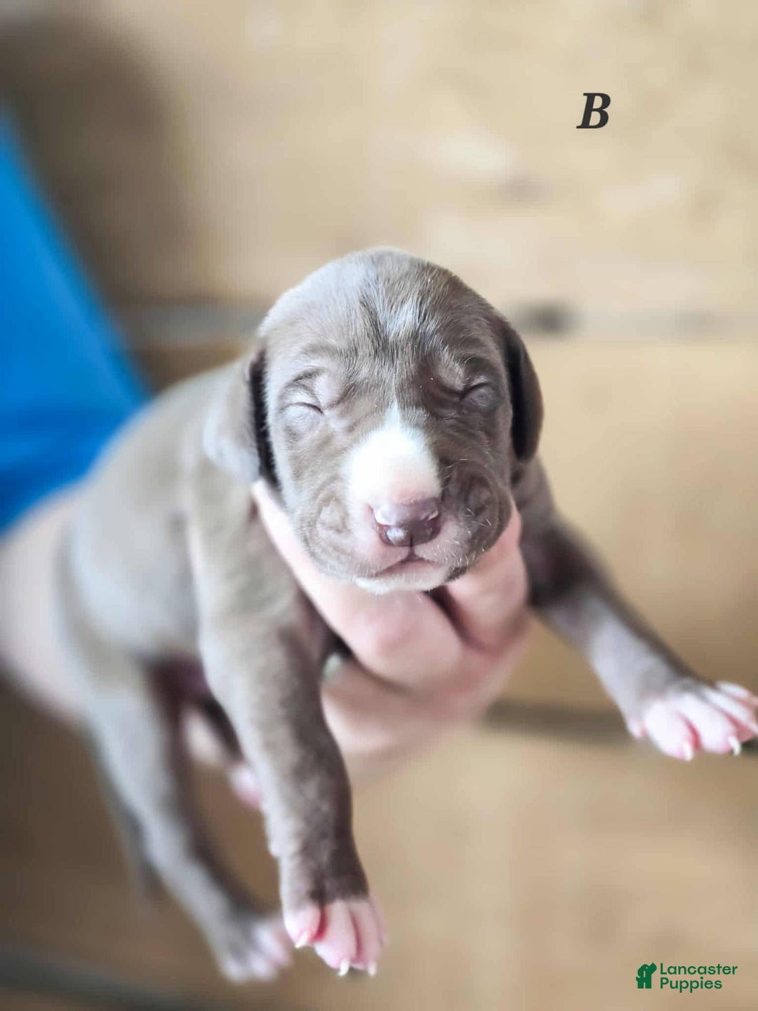Great Dane dogs for sale: Leroy - Image 1