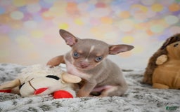 Chihuahua dogs for sale: Tobis - Image 8
