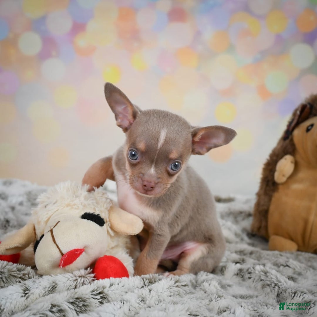 Chihuahua dogs for sale: Tobis - Image 8