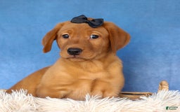 Labrador Retriever dogs for sale: Red Fox George - Image 8