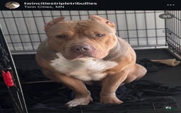 American Bully dogs for sale: Handsome - Image 6