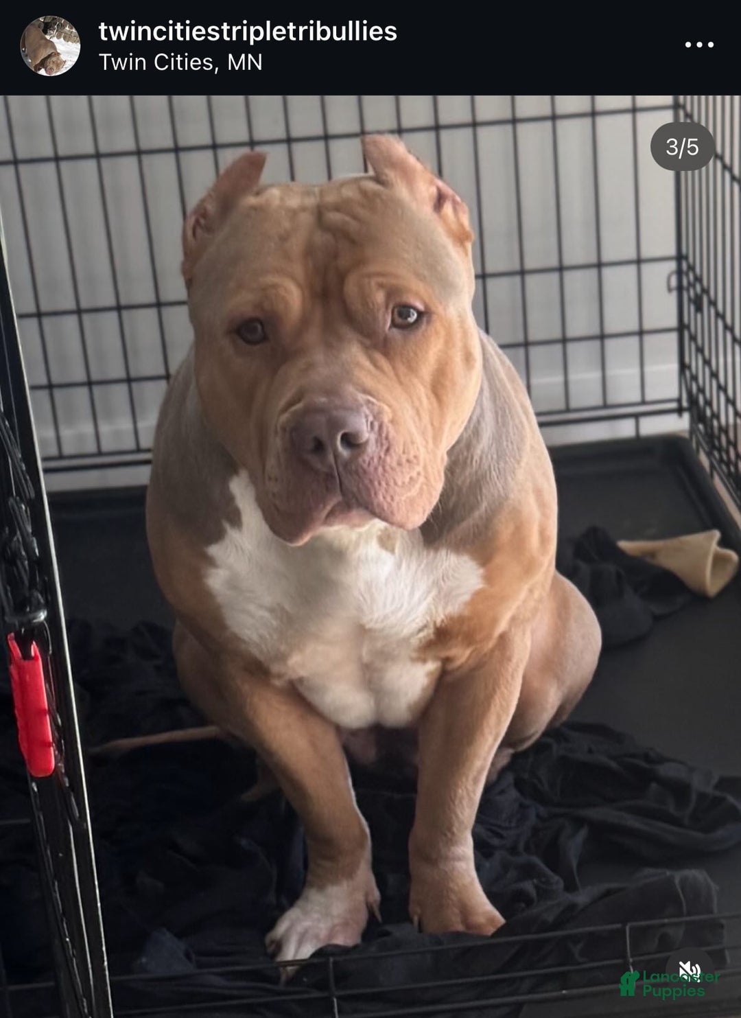 American Bully dogs for sale: Handsome - Image 6