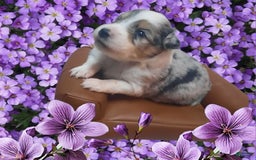 Miniature Australian Shepherd dogs for sale: Puff - Image 1