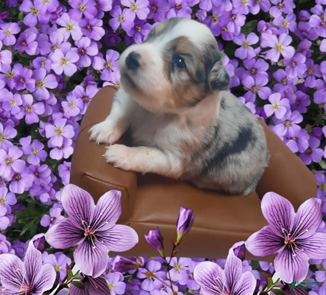 Miniature Australian Shepherd dogs for sale: Puff - Image 1