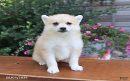 Pomsky dogs for sale: Ava - Image 2