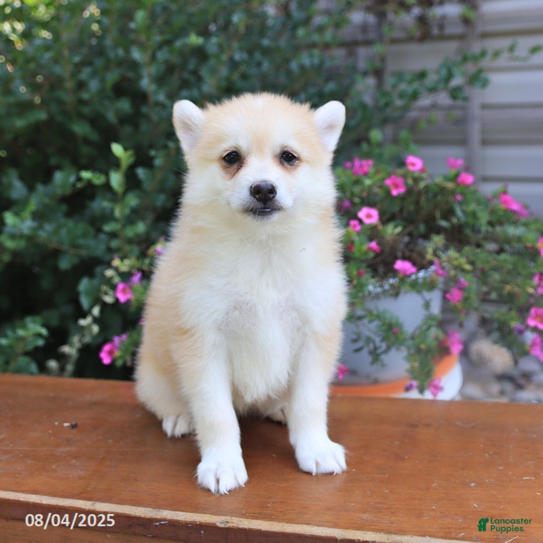 Pomsky dogs for sale: Ava - Image 2