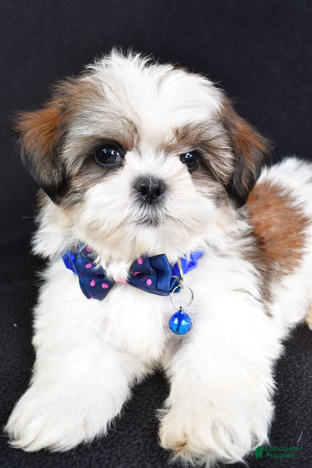 Shih Tzu dogs for sale: Lennie - Image 5