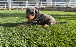 Bernedoodle dogs for sale: 3 - Image 6