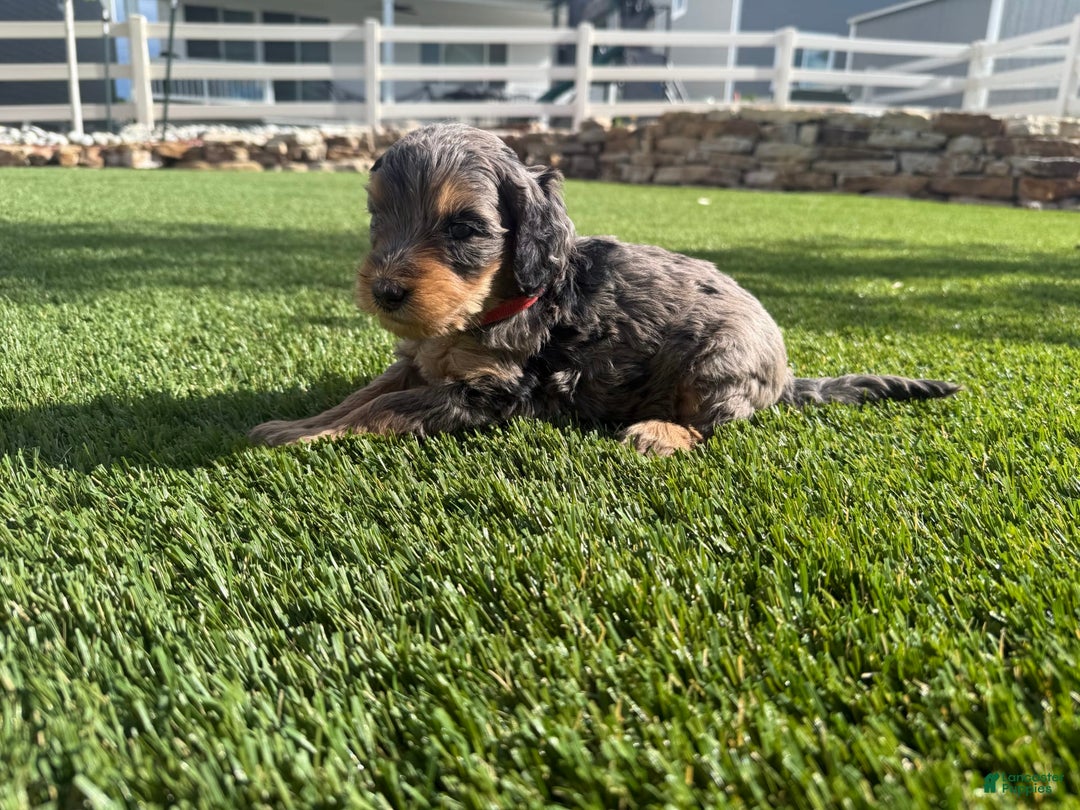 Bernedoodle dogs for sale: 3 - Image 6