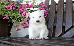 German Shepherd dogs for sale: Judy - Image 1