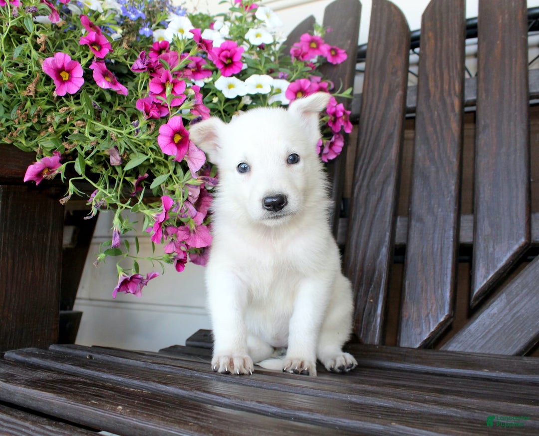 German Shepherd dogs for sale: Judy - Image 1