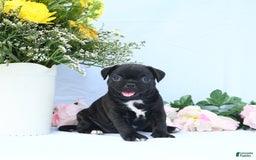 Boston Terrier dogs for sale: Coco - Image 5