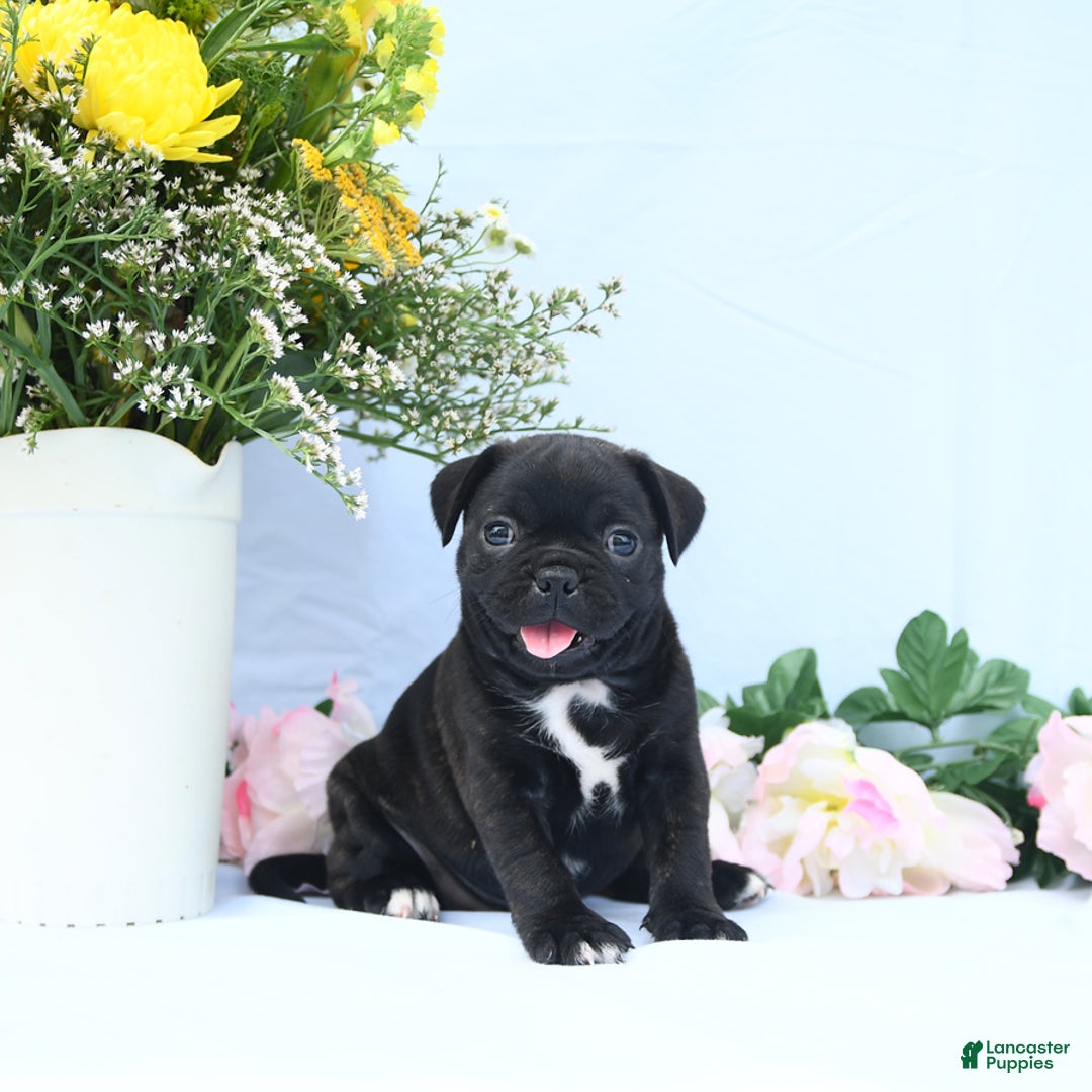 Boston Terrier dogs for sale: Coco - Image 5