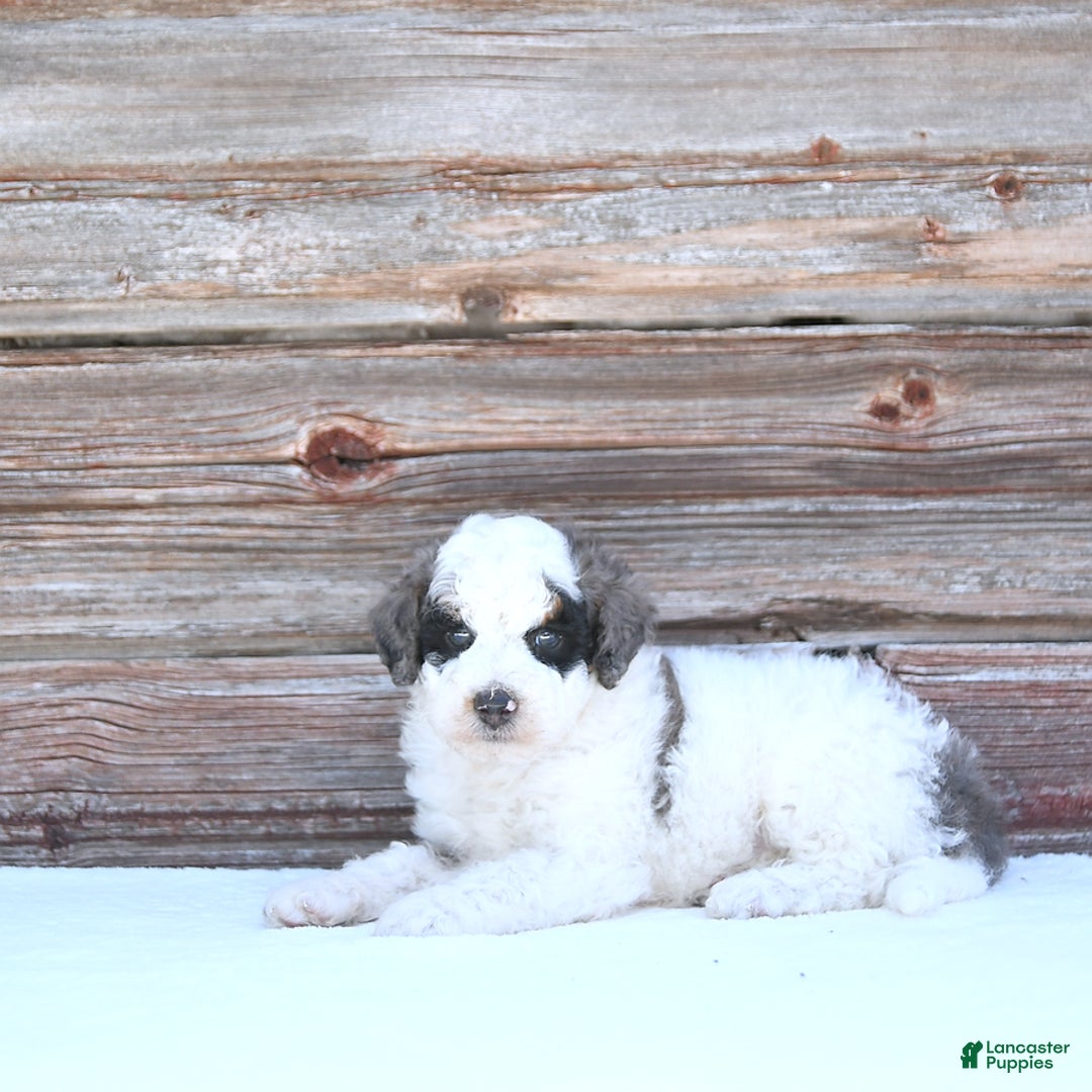 Miniature Poodle dogs for sale: Moe - Image 10