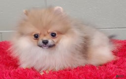 Pomeranian dogs for sale: Tiny poppy - Image 9