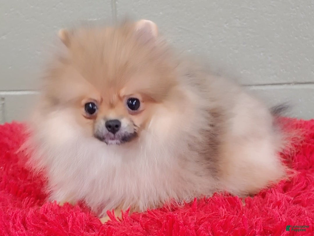 Pomeranian dogs for sale: Tiny poppy - Image 9