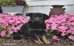 German Shepherd dogs for sale: Jazzy - Image 1