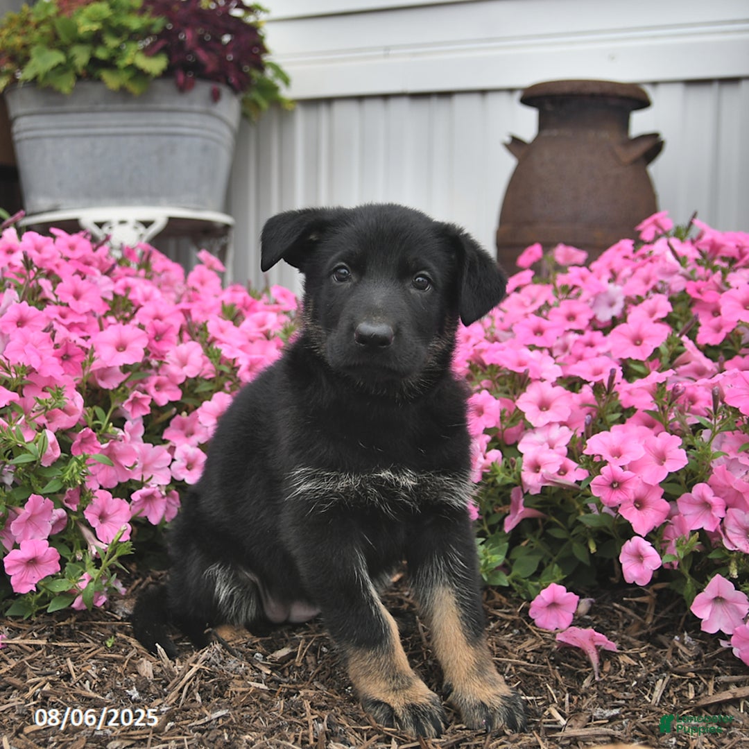 German Shepherd dogs for sale: Jazzy - Image 1
