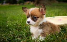 Welsh Corgi Pembroke dogs for sale: Cupcake - Image 2