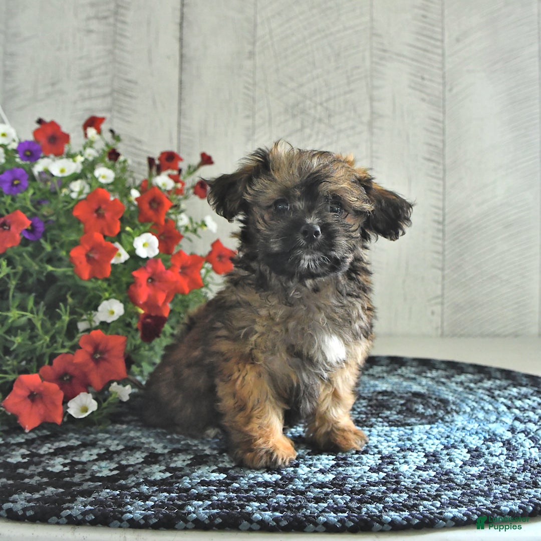 Shihpoo dogs for sale: Koko - Image 2