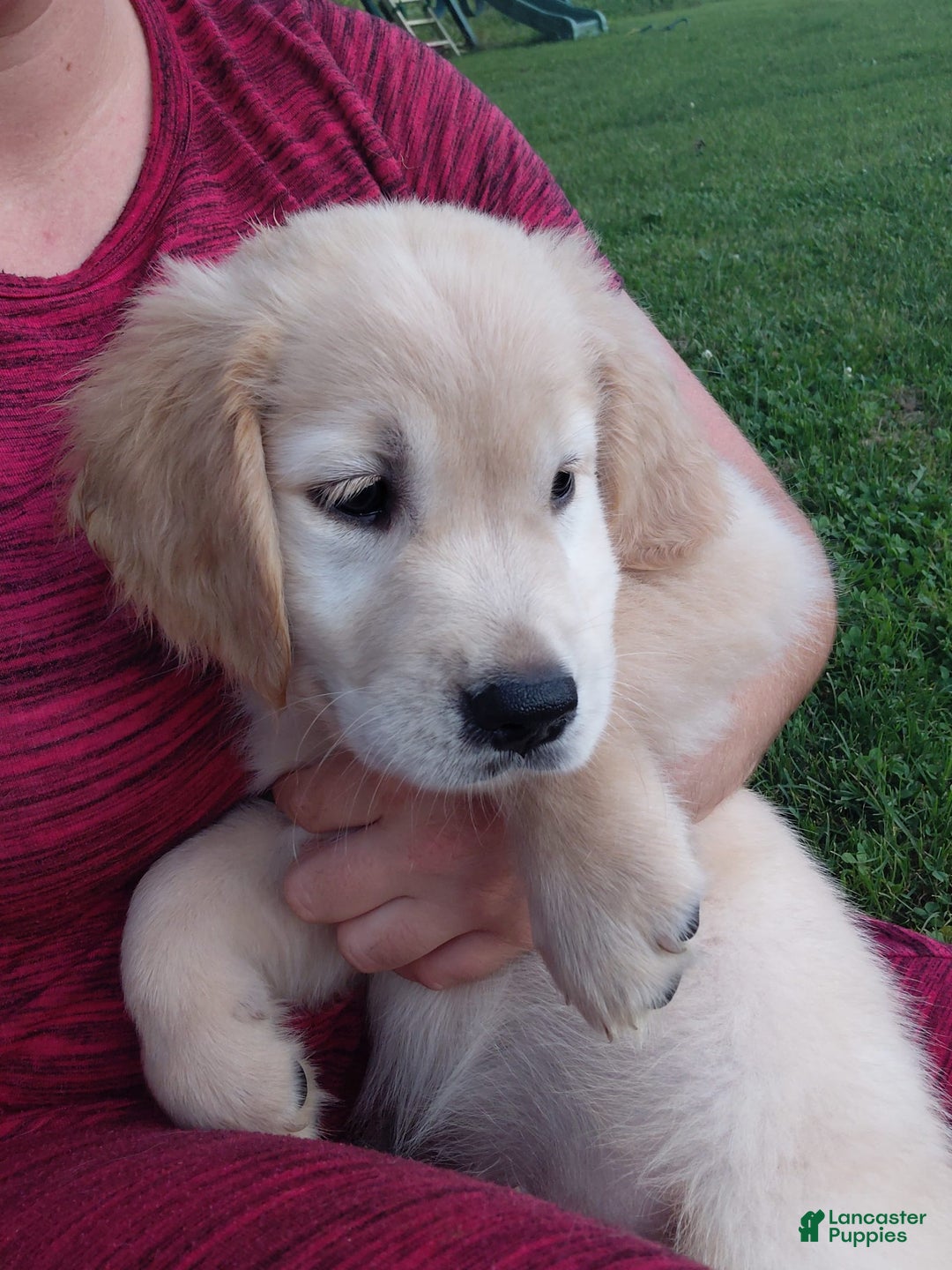 Golden Retriever dogs for sale: Prairie - Image 6