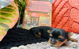 Yorkshire Terrier dogs for sale: Nova - Image 3