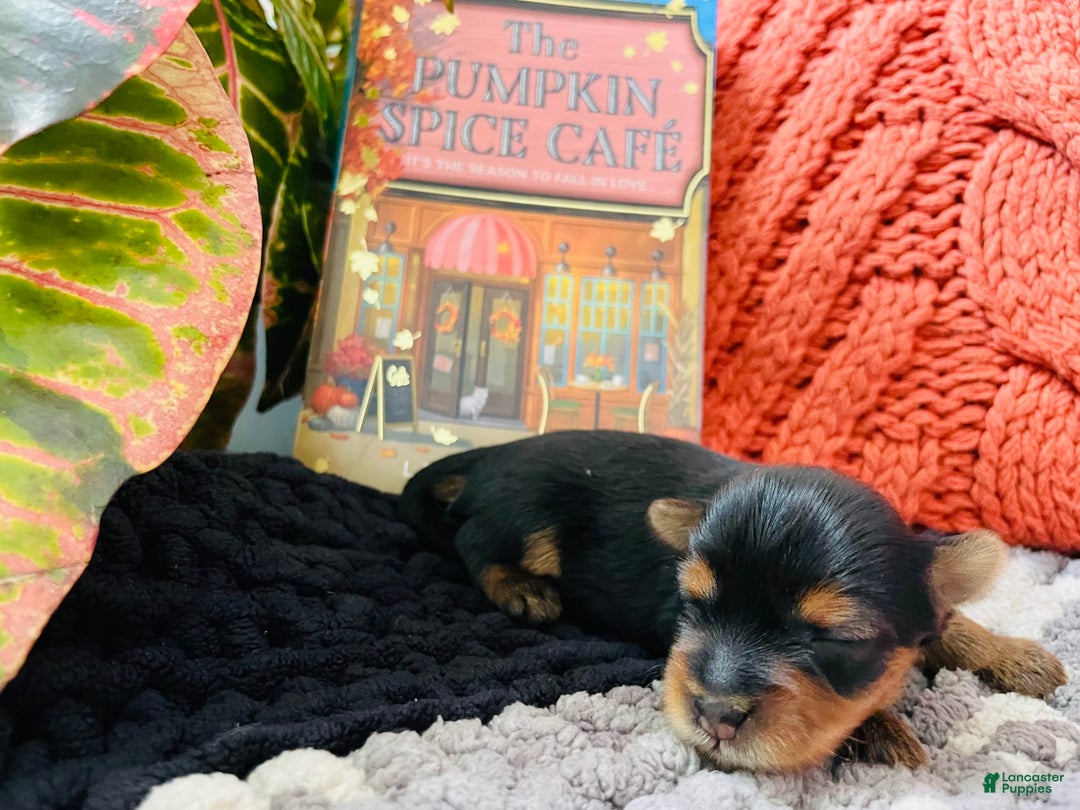 Yorkshire Terrier dogs for sale: Nova - Image 3