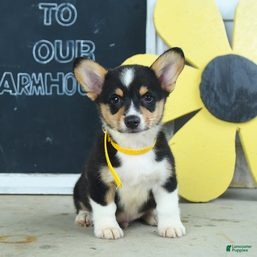Welsh Corgi Pembroke dogs for sale: Moon - Image 5