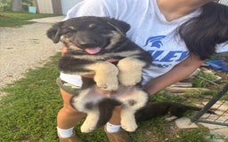 German Shepherd dogs for sale: Lobo - Image 2