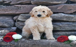 Mini Goldendoodle dogs for sale: Zach - Image 3