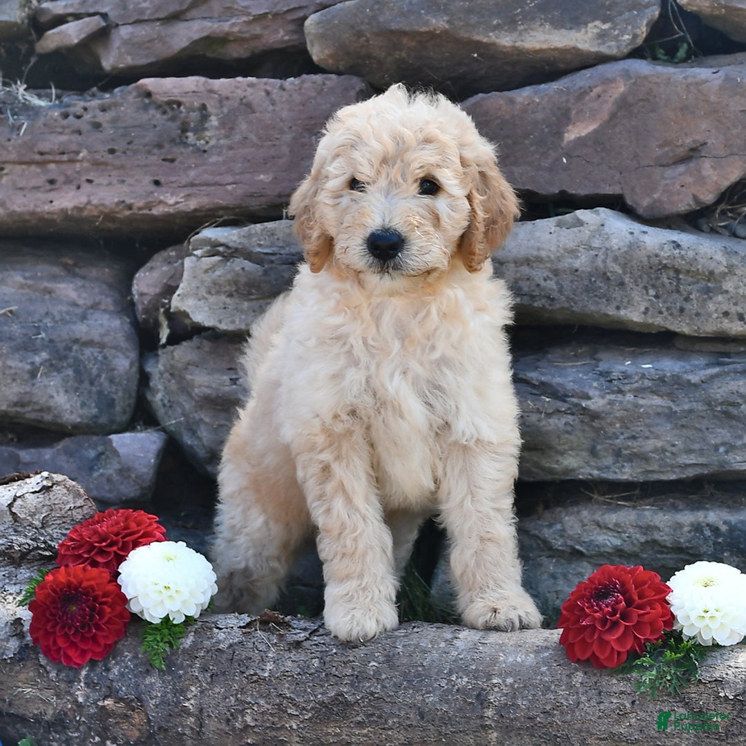Mini Goldendoodle dogs for sale: Zach - Image 3