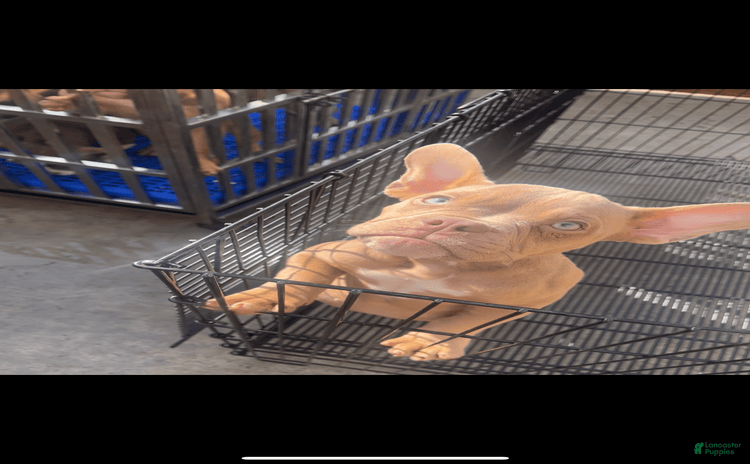 American Bully dogs for sale - Ad 3