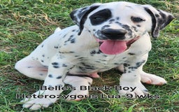 Dalmatian dogs for sale: Belles Black Lua Boy - Image 3