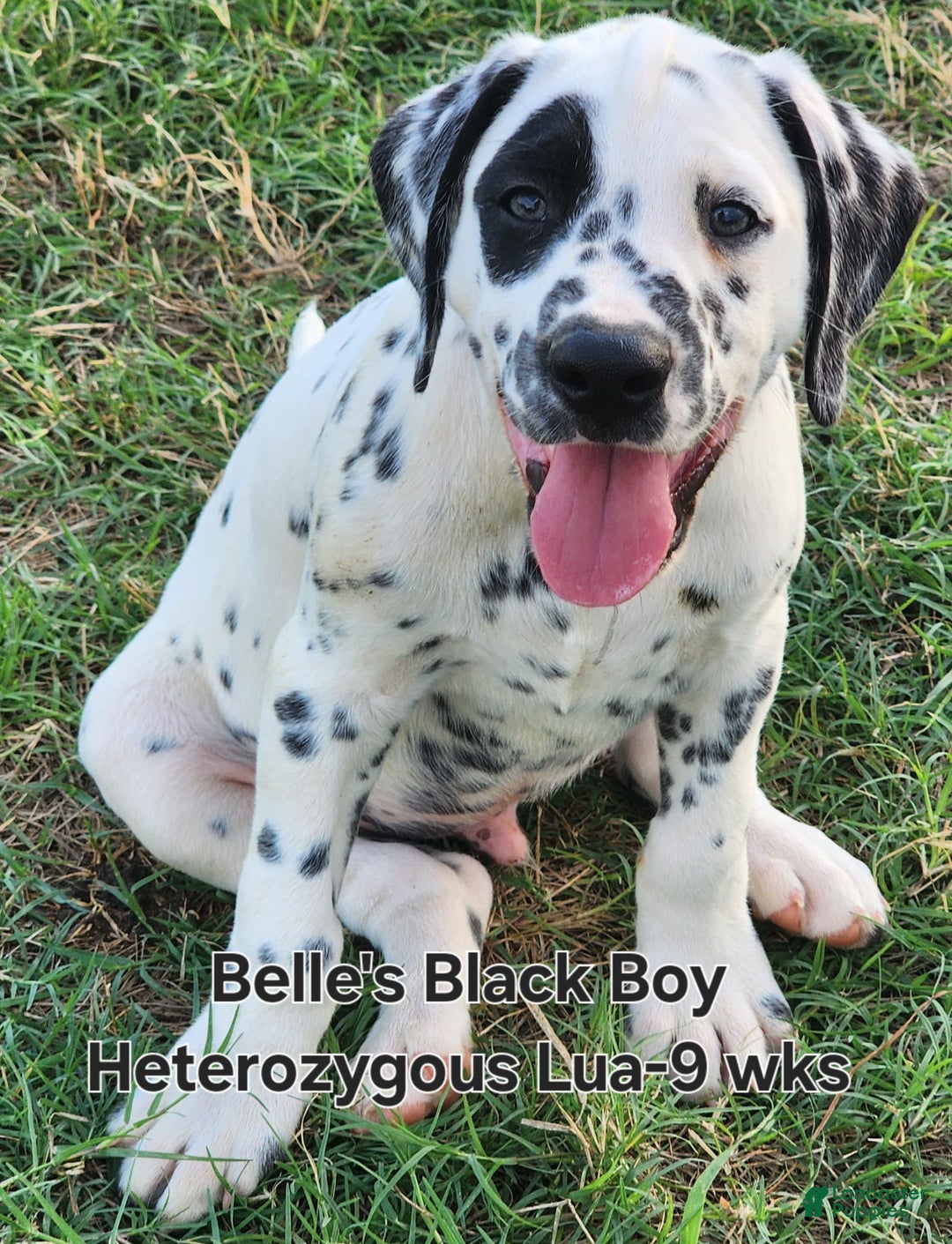 Dalmatian dogs for sale: Belles Black Lua Boy - Image 3