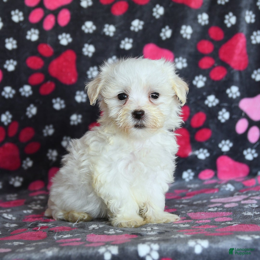 Maltese dogs for sale: Jasper - Image 15