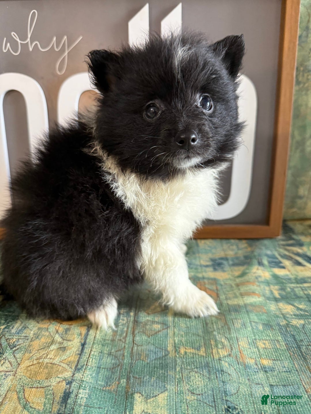 Pomeranian dogs for sale: Abby - Image 8