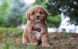 Maltipoo dogs for sale: Tobias - Image 6
