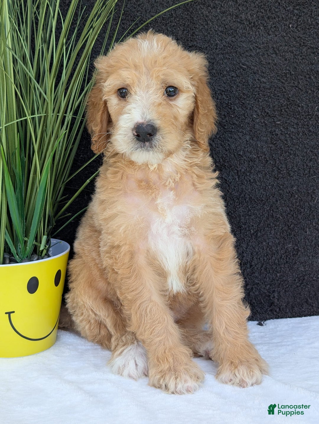 Goldendoodle dogs for sale: Sadie - Image 10