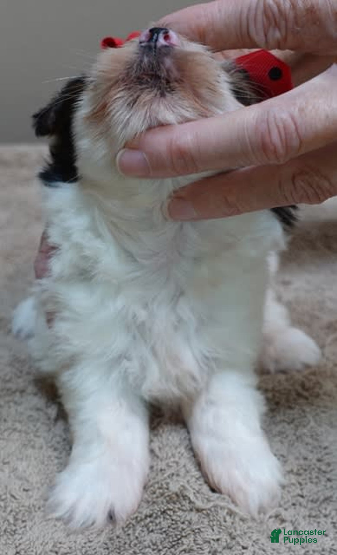 Yorkshire Terrier dogs for sale: Bambi - Image 2