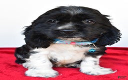 Cocker Spaniel dogs for sale: Pudge - Image 3