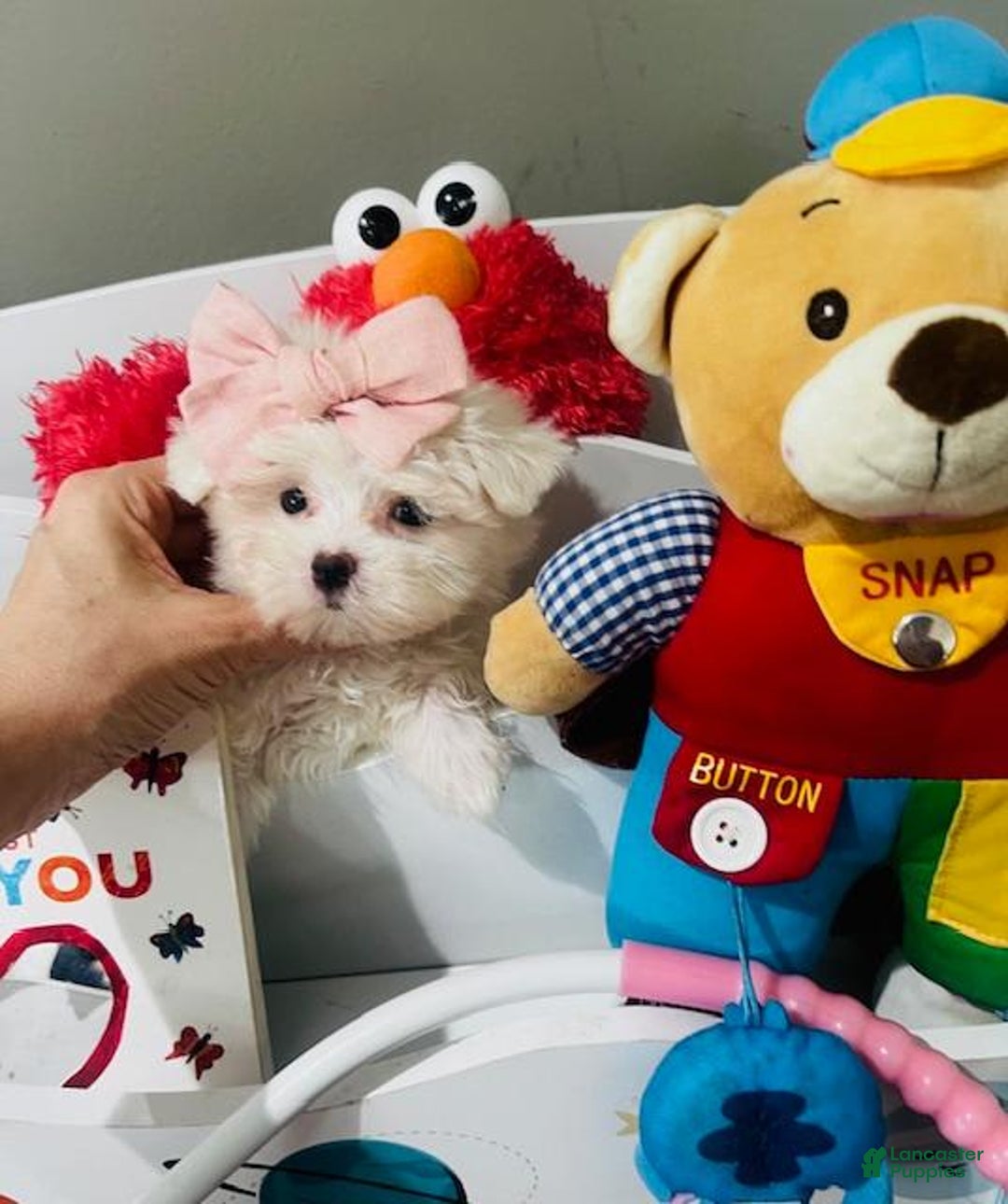 Maltese dogs for sale: Bianca - Image 1