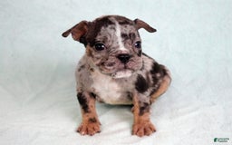 American Bully dogs for sale: Black Merle Female - Image 12