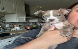 American Bully dogs for sale: Ghost - Image 4