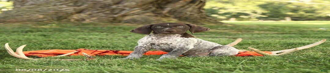 Barty AKC
