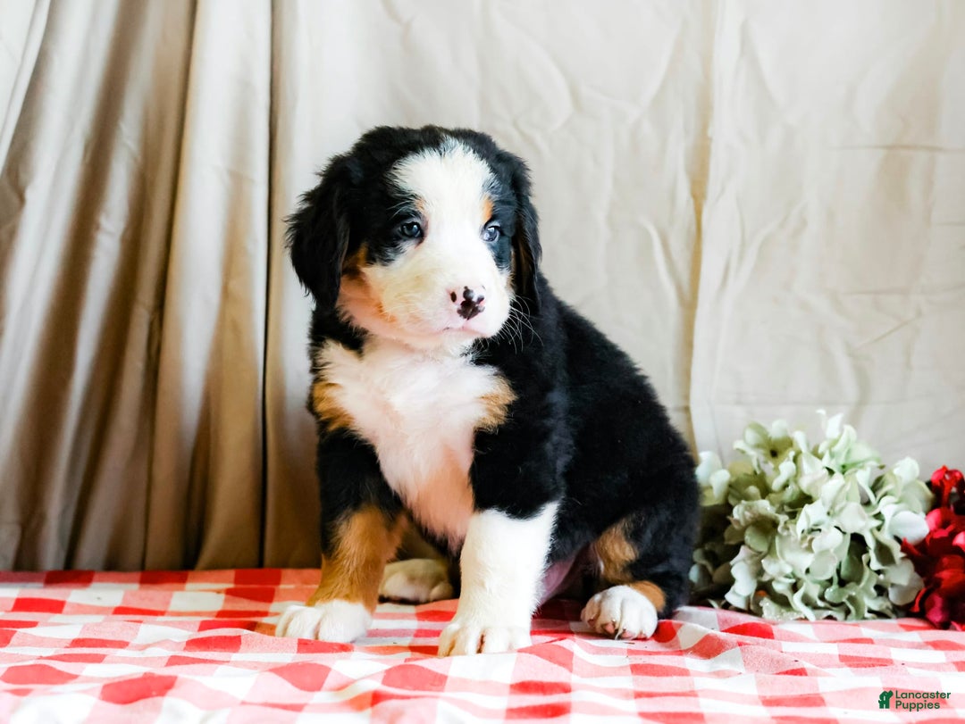 Bernese Mountain Dog dogs for sale: Marlo - Image 4