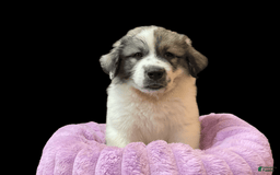 Great Pyrenees dogs for sale: Teddy - Image 1