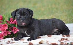 Cane Corso dogs for sale: River - Image 1
