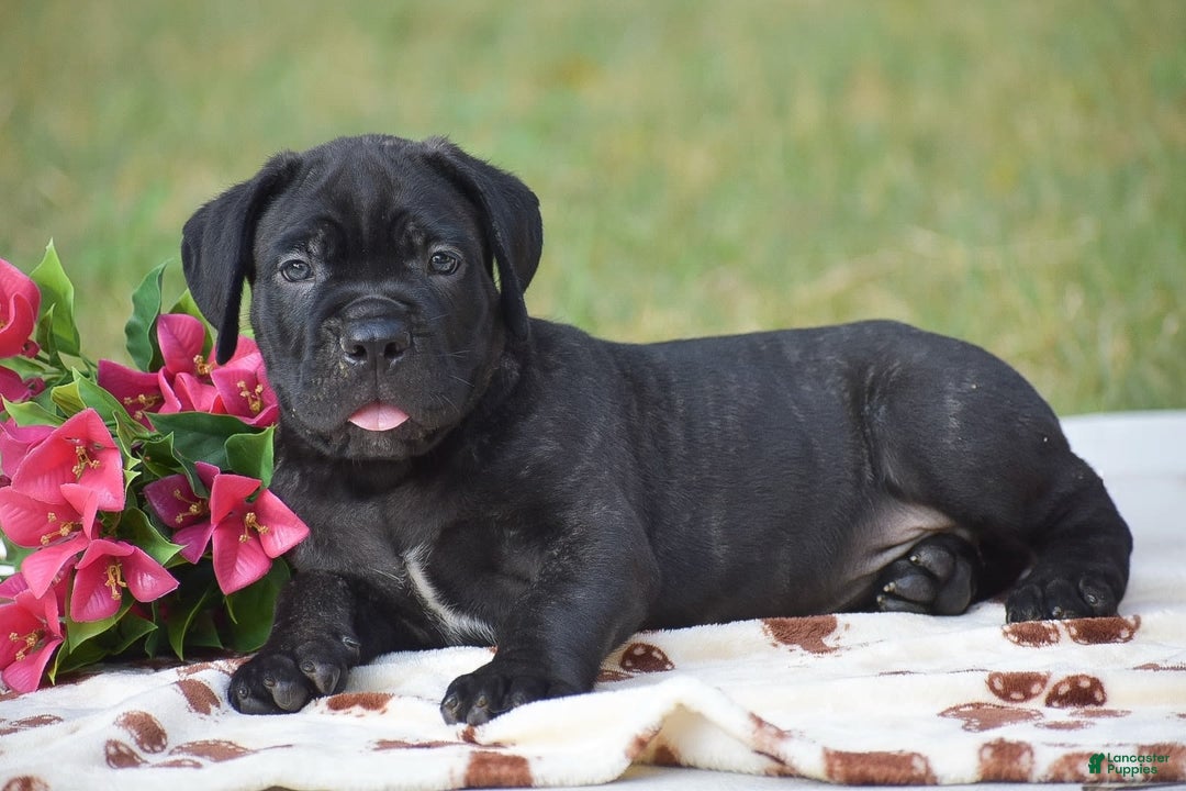 Cane Corso dogs for sale: River - Image 1
